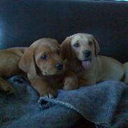 Blanding af racer Kanto