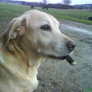 Labrador retriever Richo  R.I.P 2009 