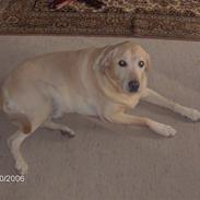 Labrador retriever Richo  R.I.P 2009 