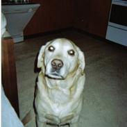 Labrador retriever Richo  R.I.P 2009 