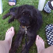 Blanding af racer Timmy