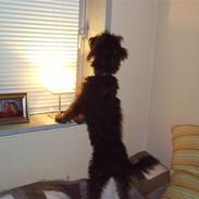 Blanding af racer Timmy