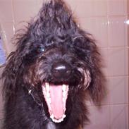 Blanding af racer Timmy