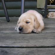 Labrador retriever Aygo