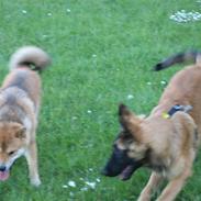 Tervueren Chico-Erik