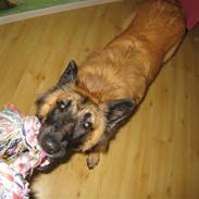 Tervueren Chico-Erik