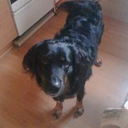 Blanding af racer Rollo