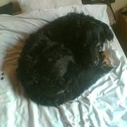 Blanding af racer Rollo