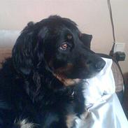 Blanding af racer Rollo