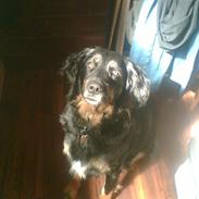 Blanding af racer Rollo