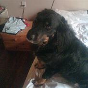 Blanding af racer Rollo