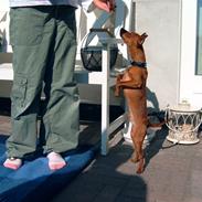 Dvaergpinscher Albert