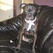 Amerikansk staffordshire terrier kuno