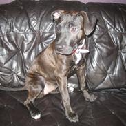 Amerikansk staffordshire terrier kuno