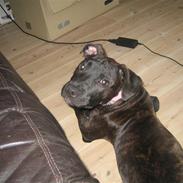Amerikansk staffordshire terrier kuno