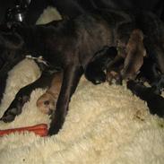 Amerikansk staffordshire terrier kuno