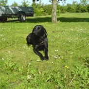 Labrador retriever Max!