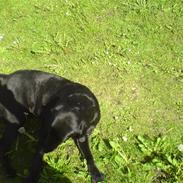 Labrador retriever Max!