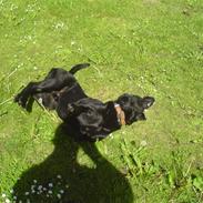 Labrador retriever Max!