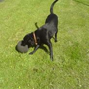 Labrador retriever Max!