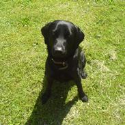 Labrador retriever Max!