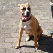 Amerikansk staffordshire terrier Nala