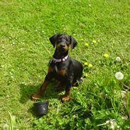 Dobermann Torontos Xenta *R.I.P.*