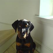 Dobermann Torontos Xenta *R.I.P.*