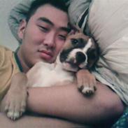 Amerikansk staffordshire terrier Nala