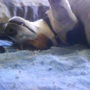 Jack russell terrier Dino R.I.P han blev 3 år