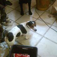 Jack russell terrier Dino R.I.P han blev 3 år