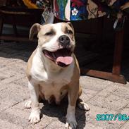 Amerikansk staffordshire terrier BABY (RIP)