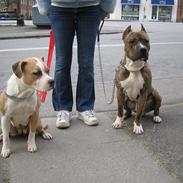 Amerikansk staffordshire terrier BABY (RIP)