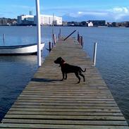 Staffordshire bull terrier Maggie