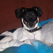 Dansk svensk gaardhund Kika