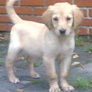 Golden retriever zille