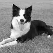 Border collie Karlo