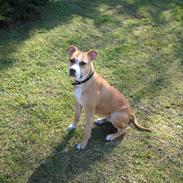 Amerikansk staffordshire terrier Nala