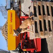 Amerikansk staffordshire terrier Nala