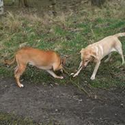 Amerikansk staffordshire terrier Nala