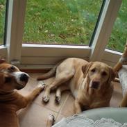 Amerikansk staffordshire terrier Nala