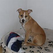 Amerikansk staffordshire terrier Nala