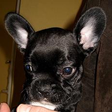 Fransk bulldog Orla R. I. P 