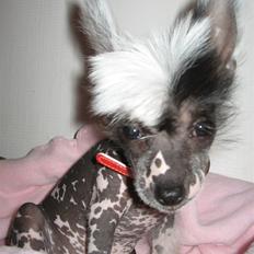 Chinese crested hårløs Jessie