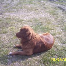 Nova scotia duck tolling retriever "Bimmer"