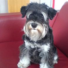 Dvaergschnauzer Kivi