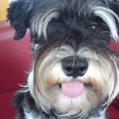 Dvaergschnauzer Kivi