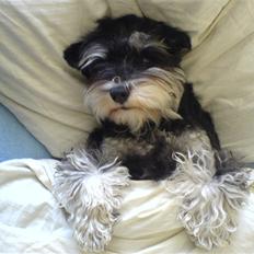 Dvaergschnauzer Kivi