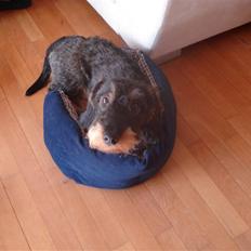 Gravhund Ruhåret Eddie RIP November 2017