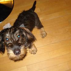 Gravhund Ruhåret Eddie RIP November 2017